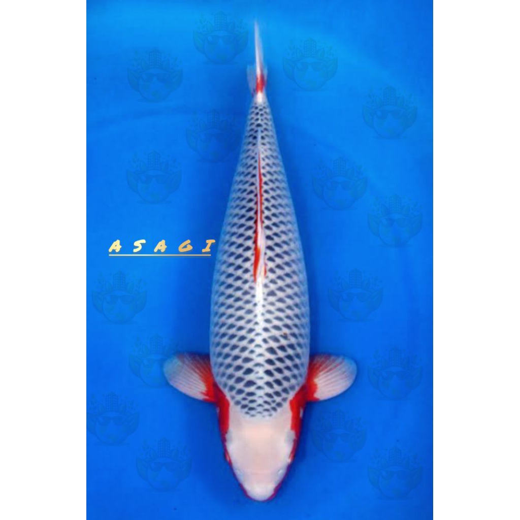 IKAN KOI ASAGI 25 30 CM/KOI ASAGI 25 30 CM
