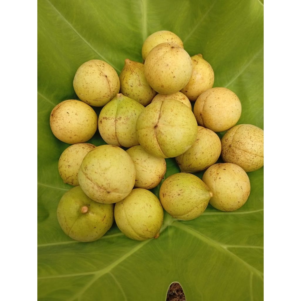 

buah pala biji 1000 kg