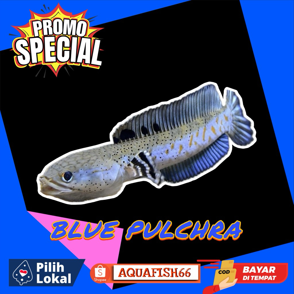 SORTlRAN BLUE PULCHRA BP 7-8CM Bergaransi