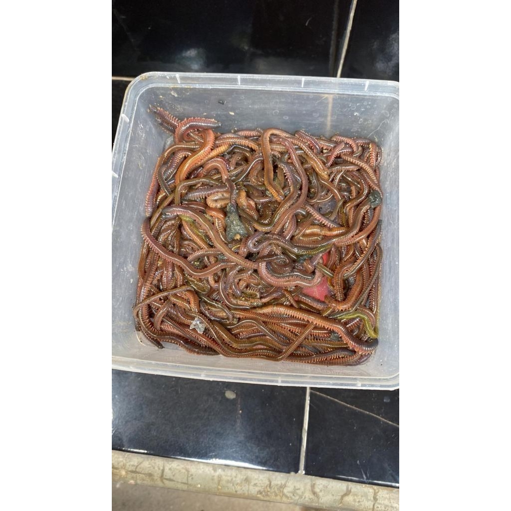 cacing laut lengko merah isi 20 ekor