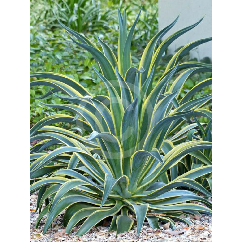 tanaman hias AGAVE KING