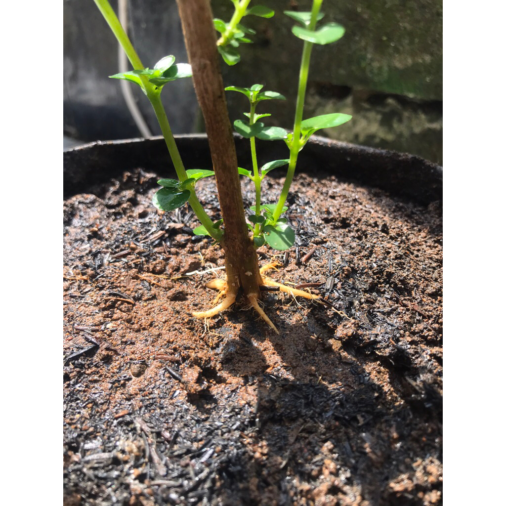 Bonsai sancang program akar los pucuk
