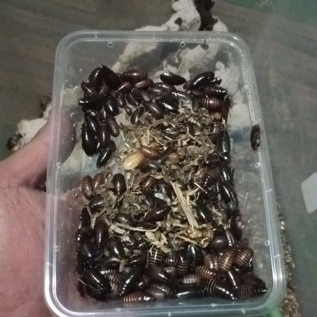 Umpan Pancing Kecoa Batu / Menjhe