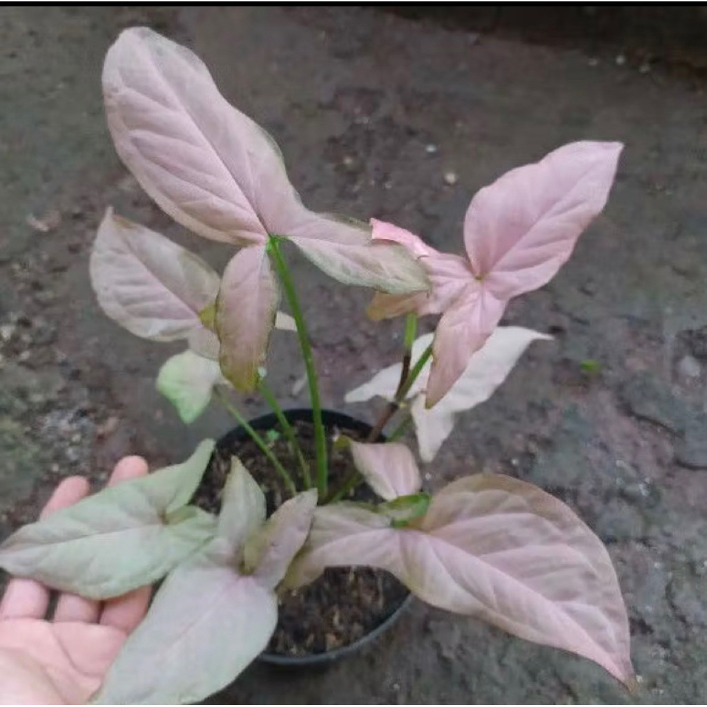 Tanaman Hias Sngyonium Pink-Tanaman Sngyonium Pink Daun Pink Cantik-Tanaman hias
