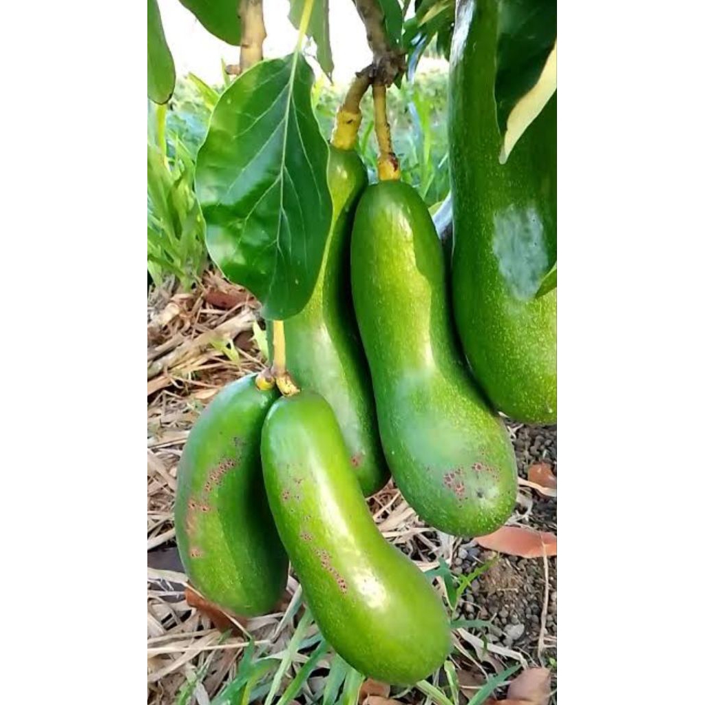 BIBIT ALPUKAT KELUD SUPER JUMBO CEPAT BERBUAH Ki