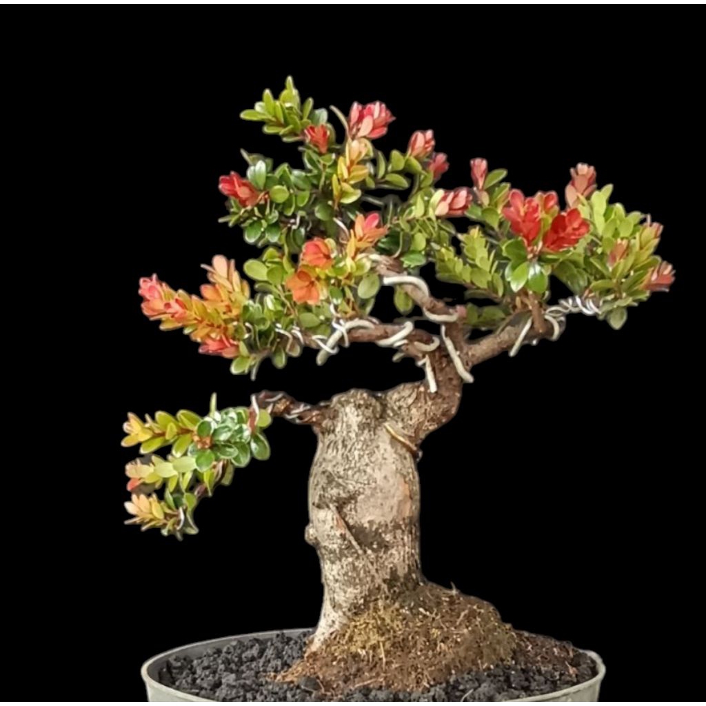 bonsai santigi gunung mikro daun kecil