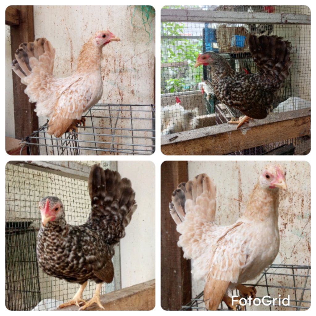 ayam Kate betina warna cantik