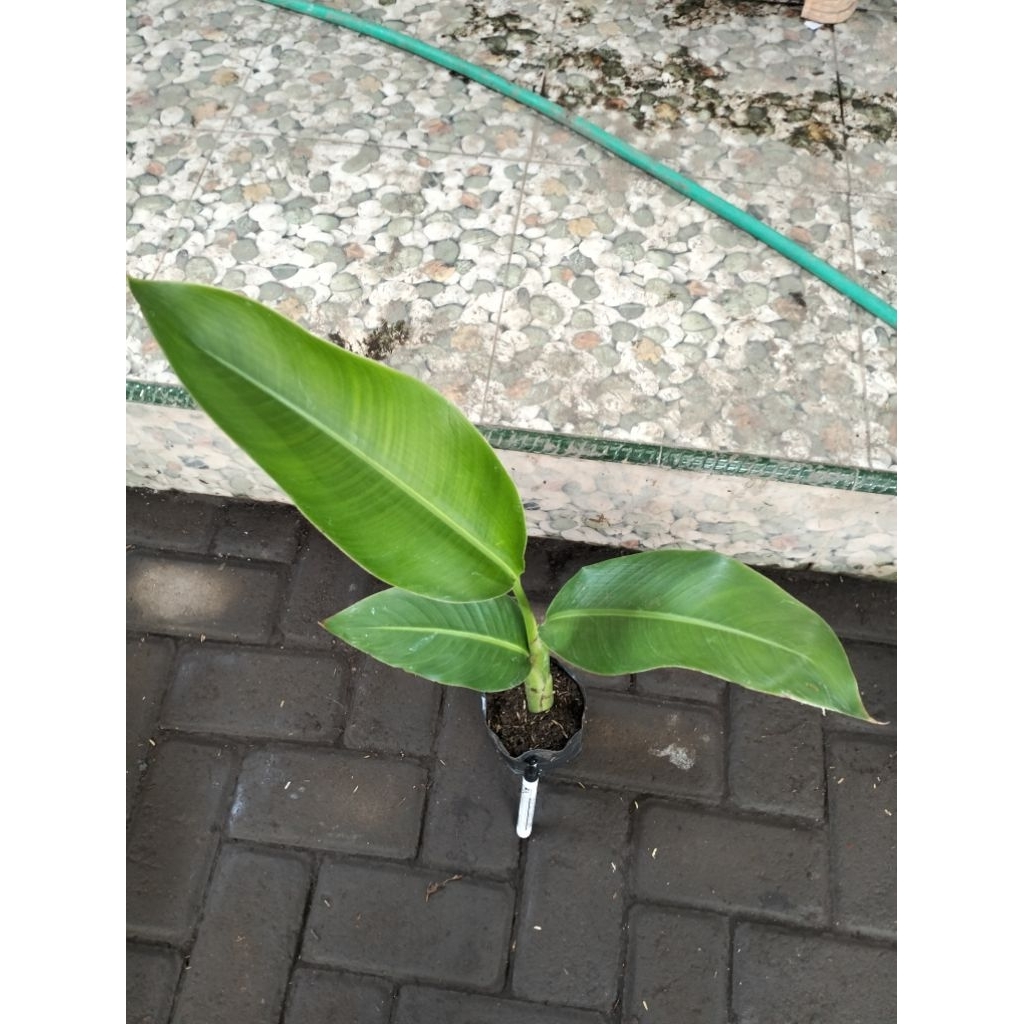 Bunga Heleconia Pisang Pisangan