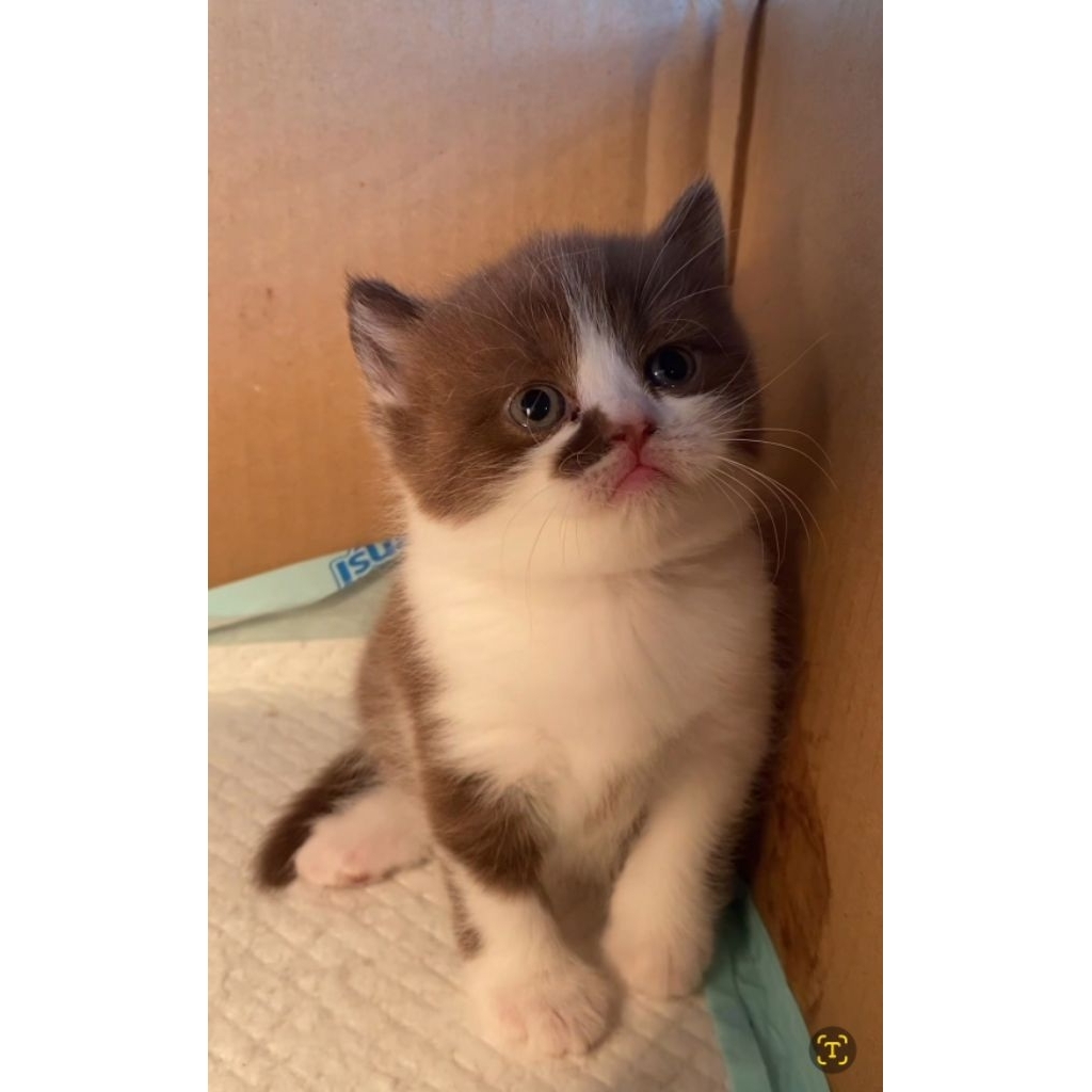 Bsh Cinnamon Bicolor Female wcf