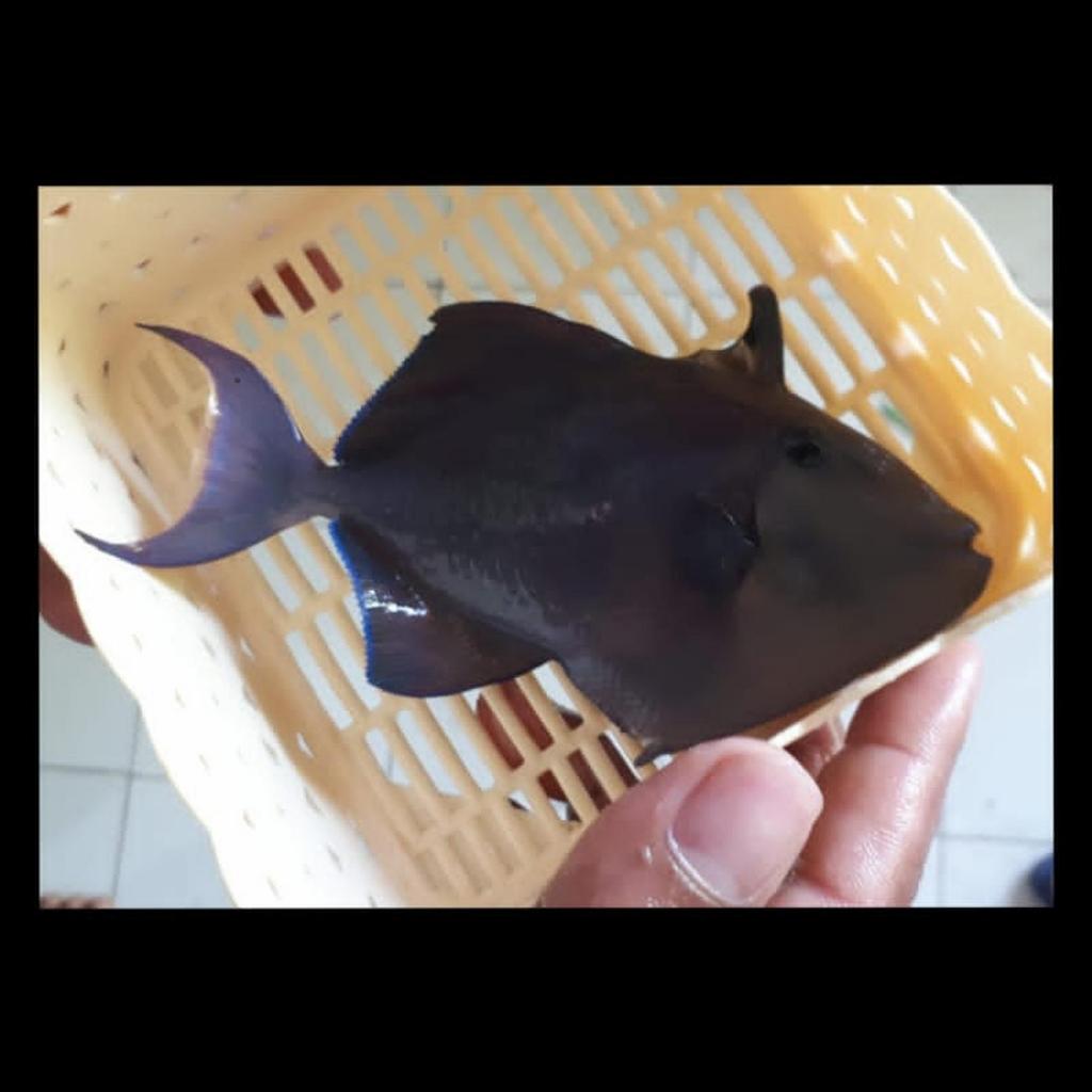 Ikan Hias Laut Triger Biru