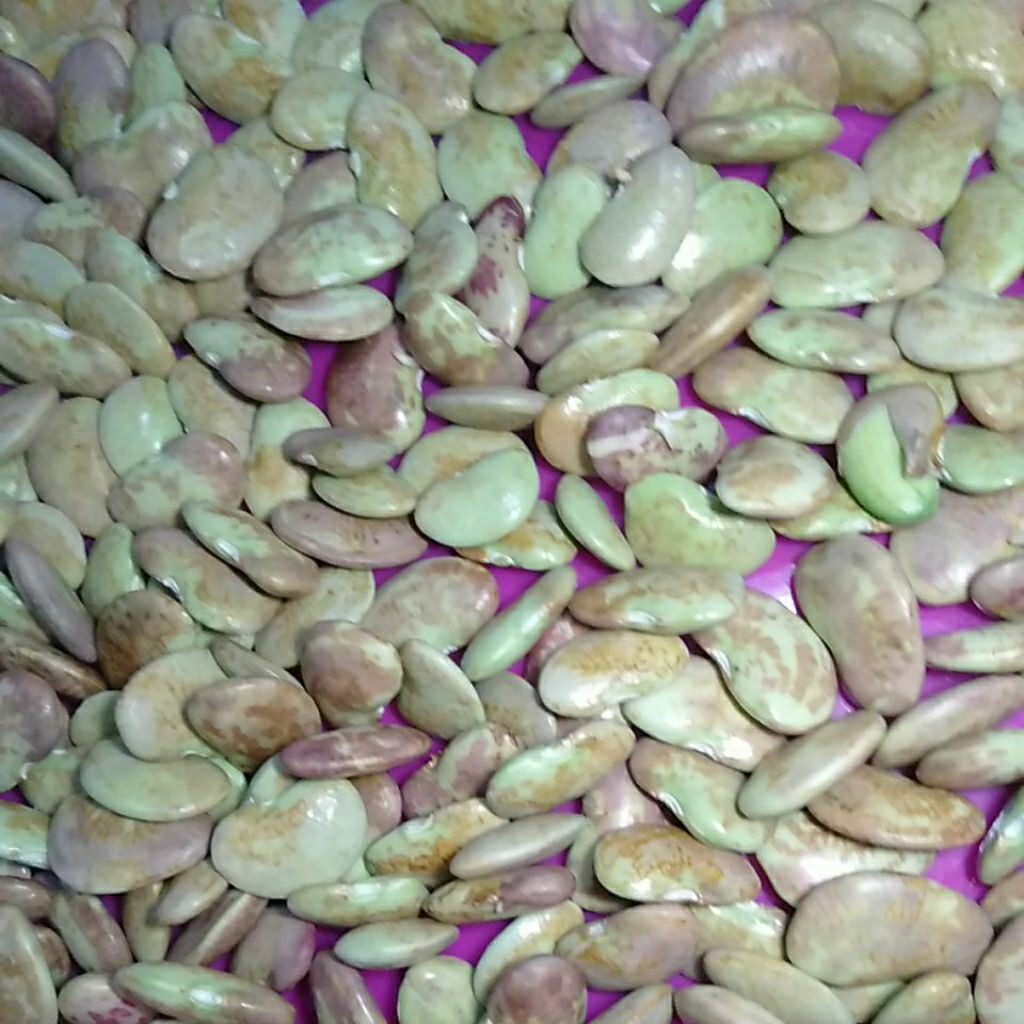 

Kacang Koro Hijau mentah Sayur