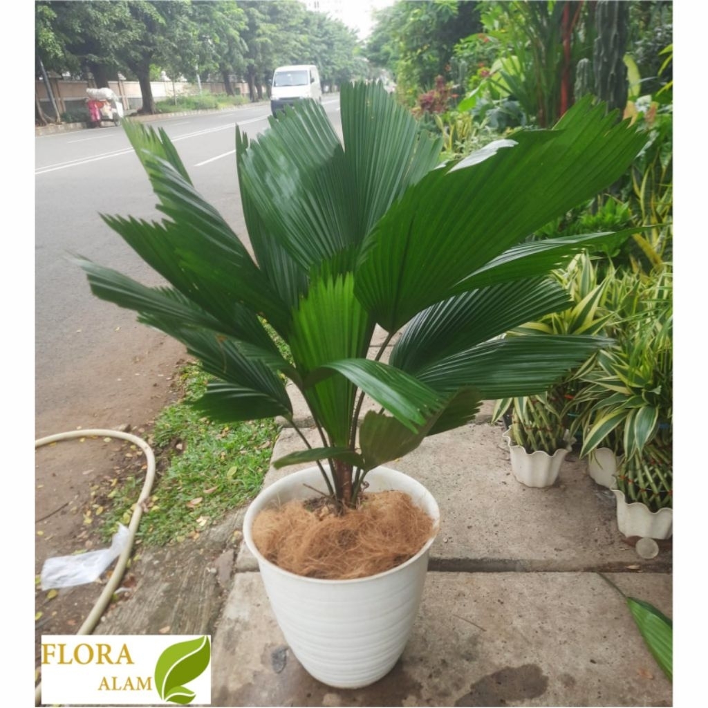 Tanaman Hias Palem KOL / Tanaman Palem KIPAS Rimbun Tinggi 80cm - Include Pot