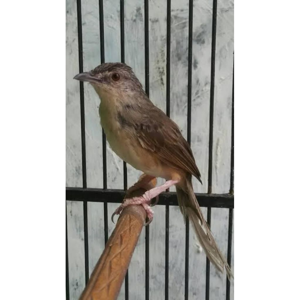 Burung Cigun Jantan