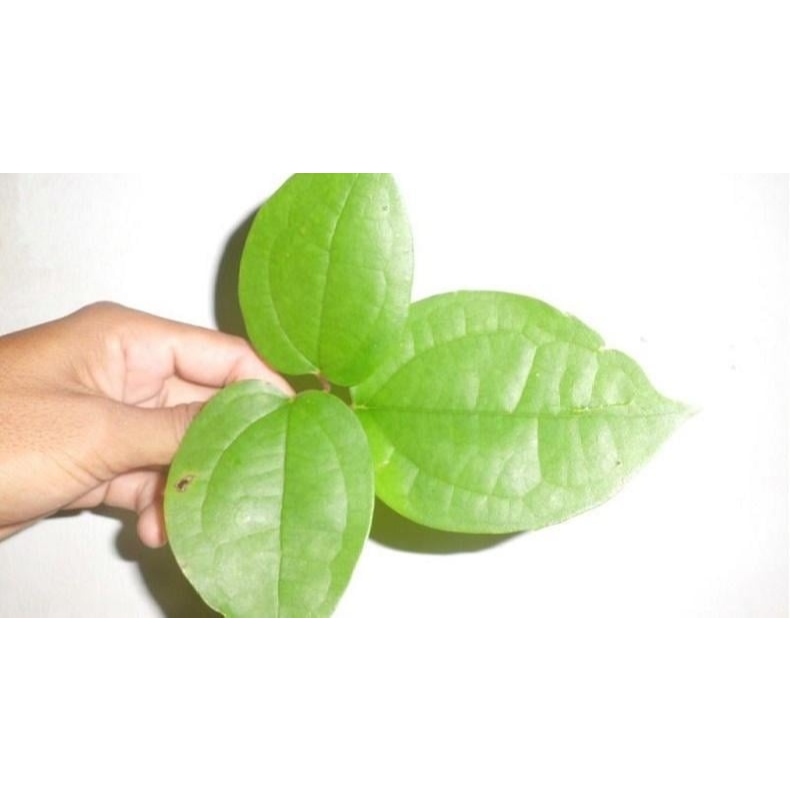 TERLARIS DAUN ASLI PAPUA 100% ORIGINAL BPOM & HALAL