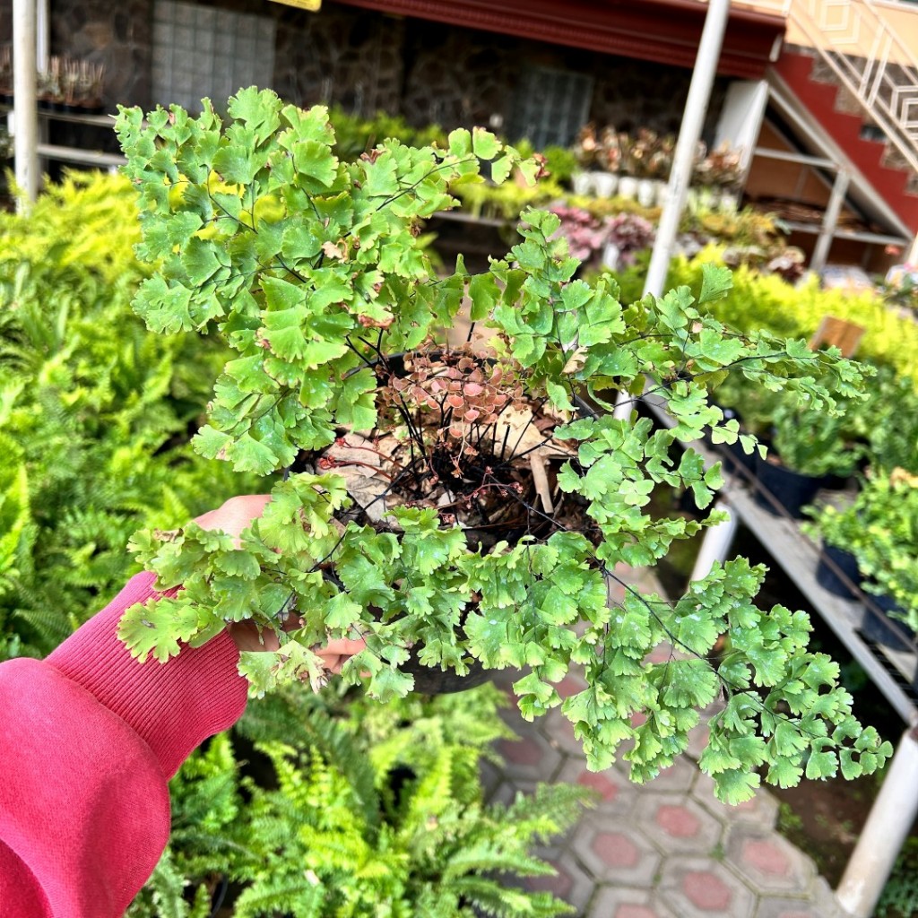 Tanaman Hias suplir - Suplis mix - Tanaman pakis - Suplir - Suplir daun besar - suplir daun kriting