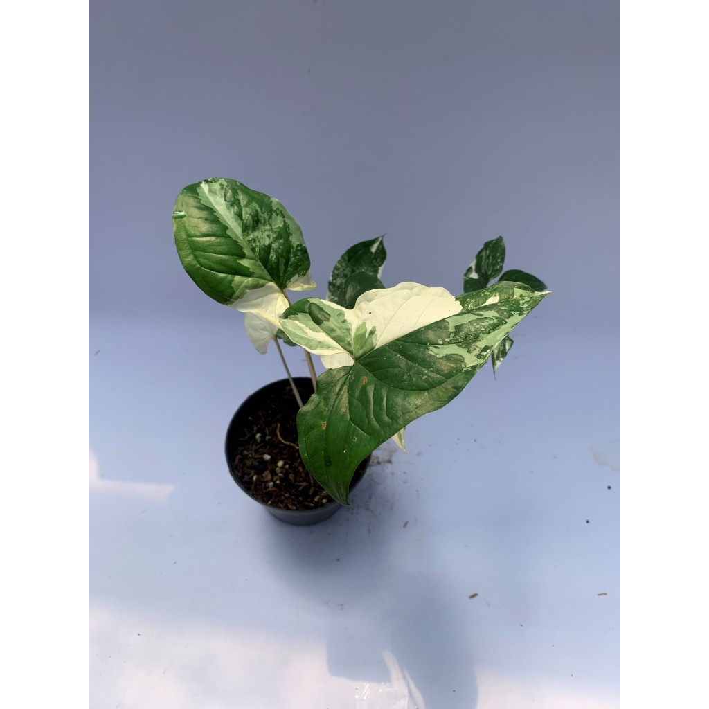 Tanaman Hias Syngonium Variegata Yellow - Syngonium Varigated Yellow