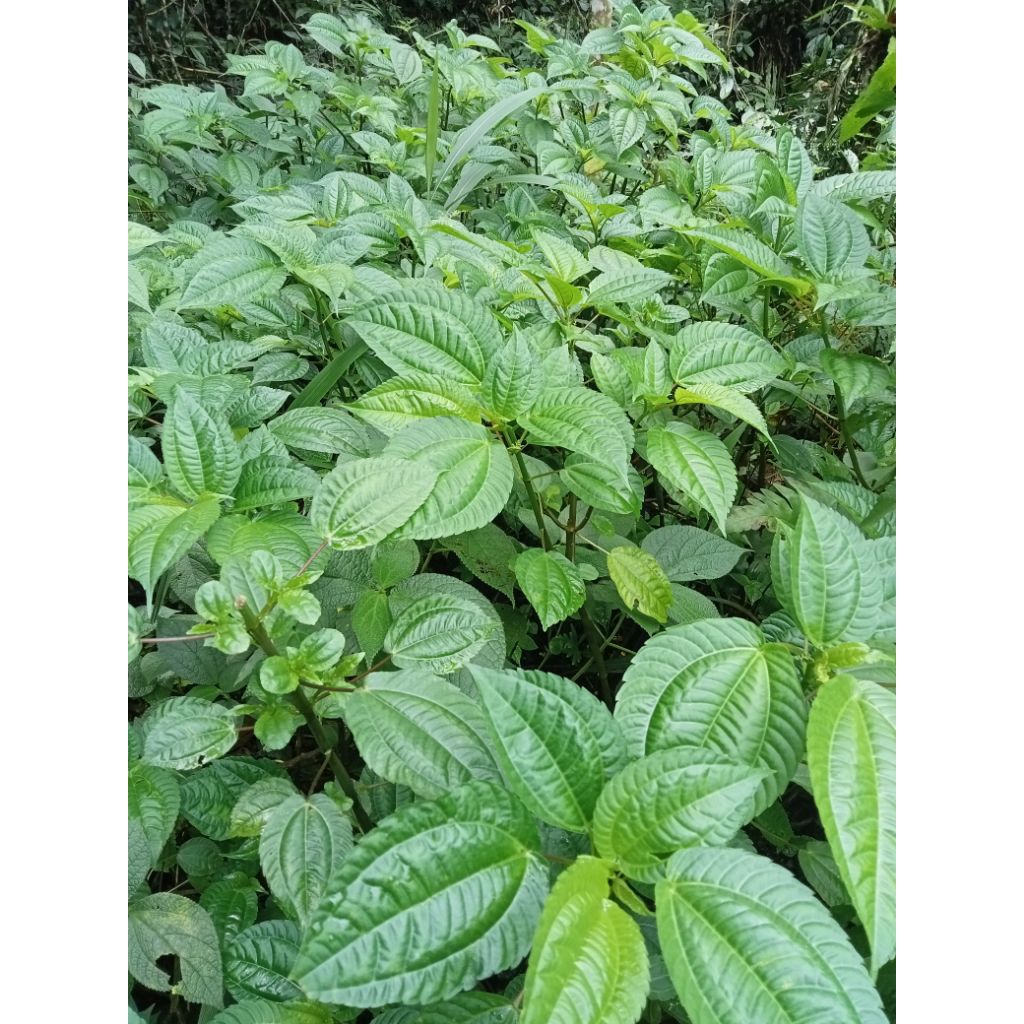 Daun Pohpohan Lalapan Pohpohan Segar 250 gr