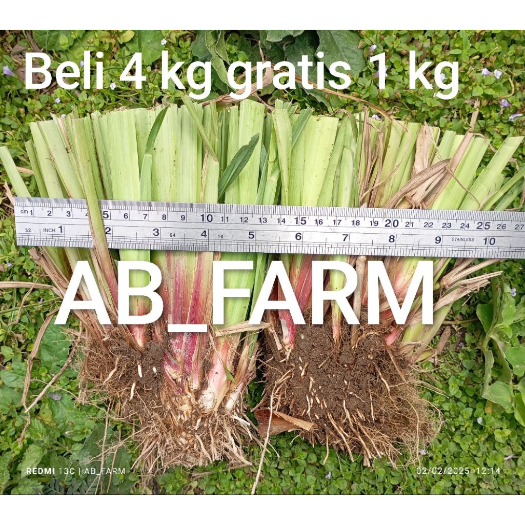 bibit rumput setaria beli 4 dompol gratis 1 dompol