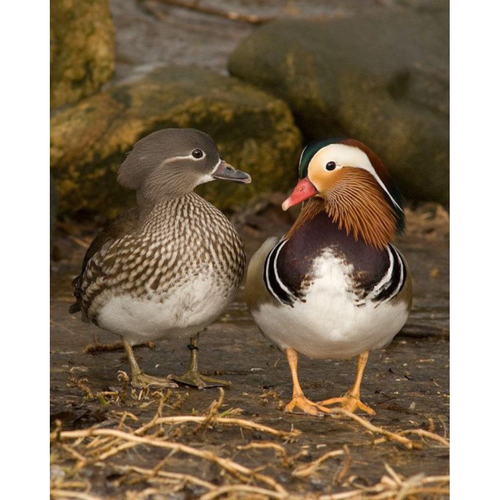 Telur fertil bebek Mandarin siap untuk di tetaskan