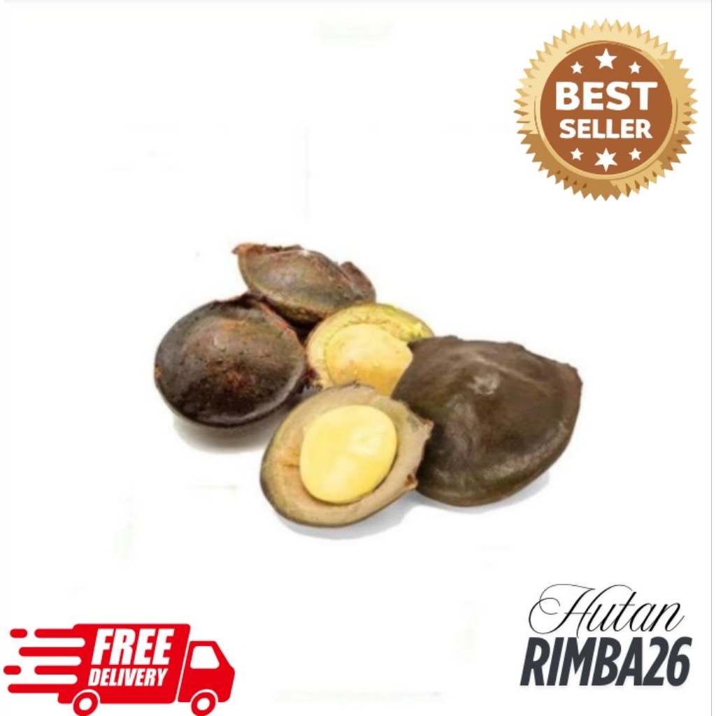 JENGKOL MUDA LALAPAN MENTAH KRIUK TERBAIK (Belum Kupas)