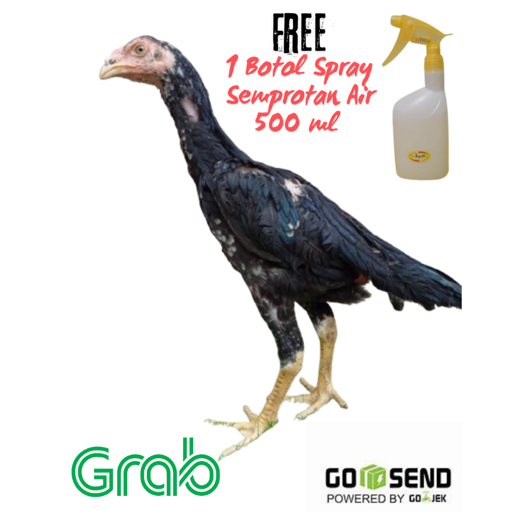 Anak Ayam Bangkok Trah Juara/Bangkok Ori