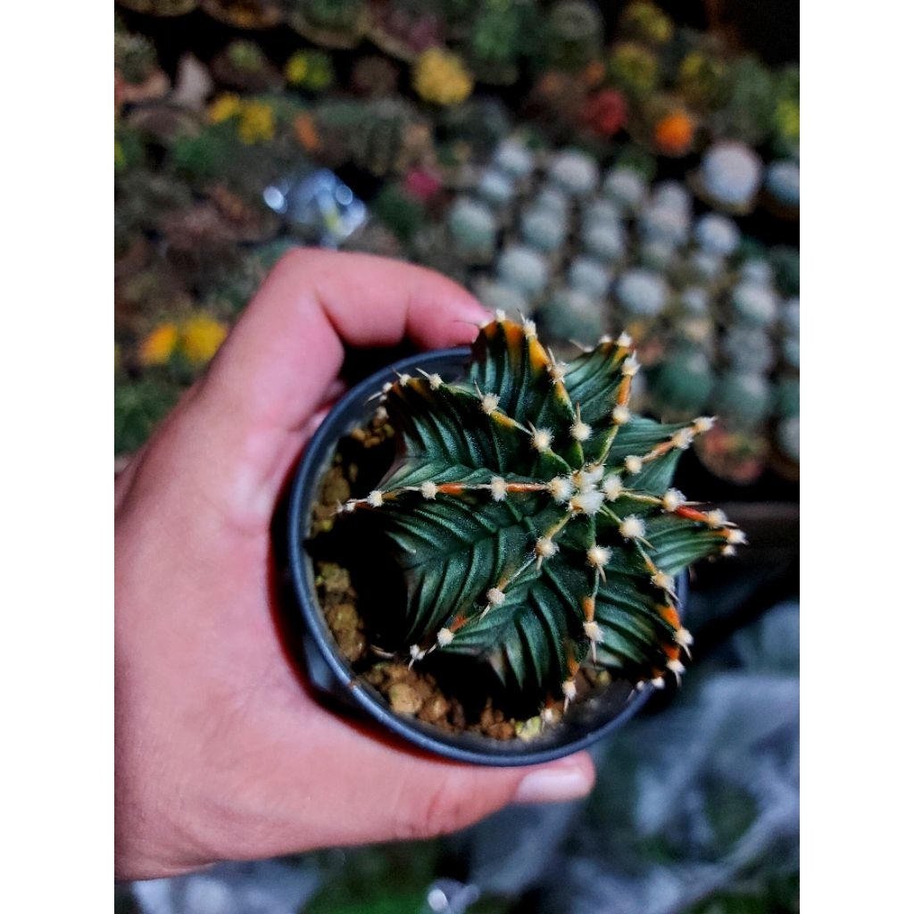 Lb hybrid | kaktus Lb varigata hybrid | kaktus var