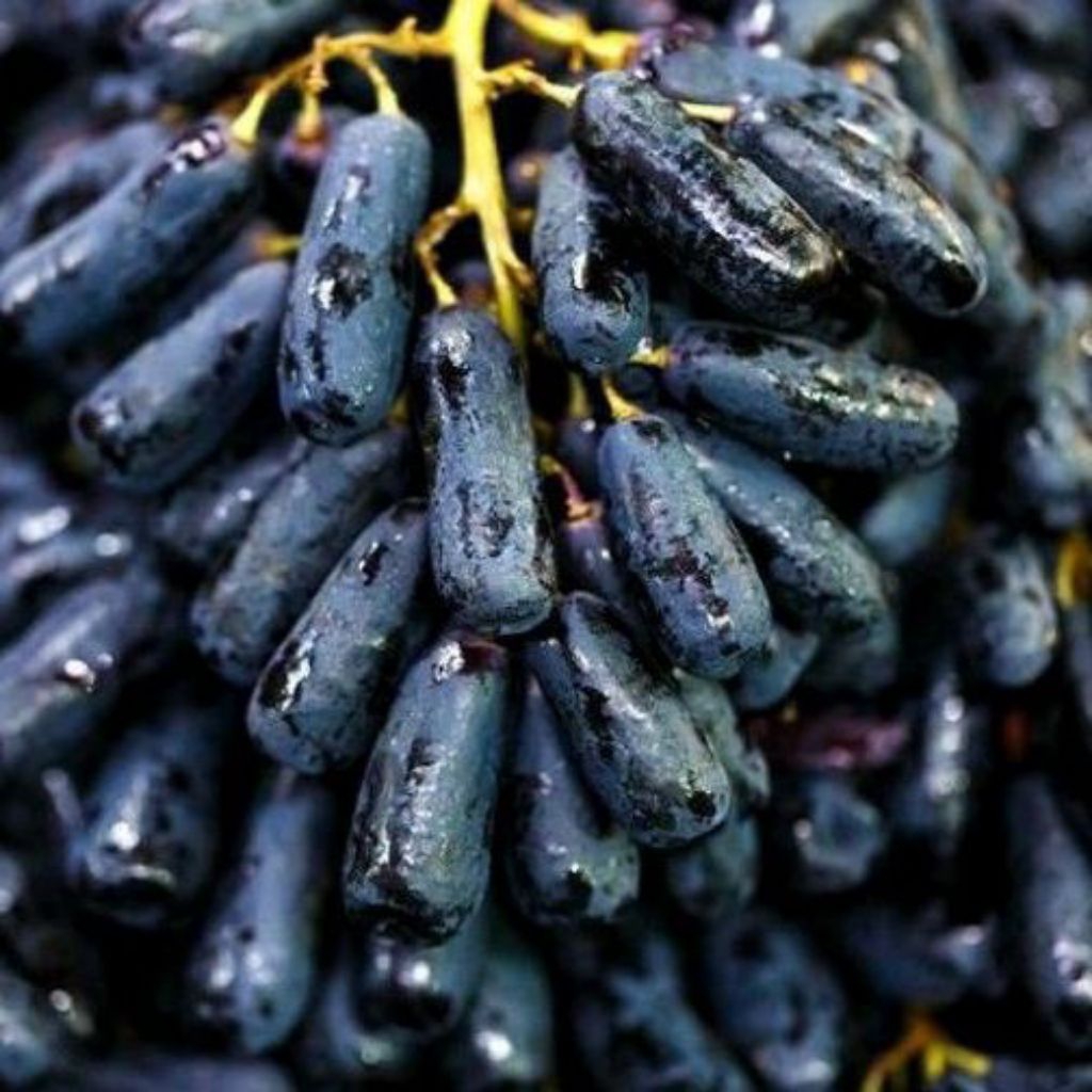 Bibit Buah Unggulan Anggur Impor Tanpa Biji Moondrop California 100% Original Rasa Manis Renyah Asal