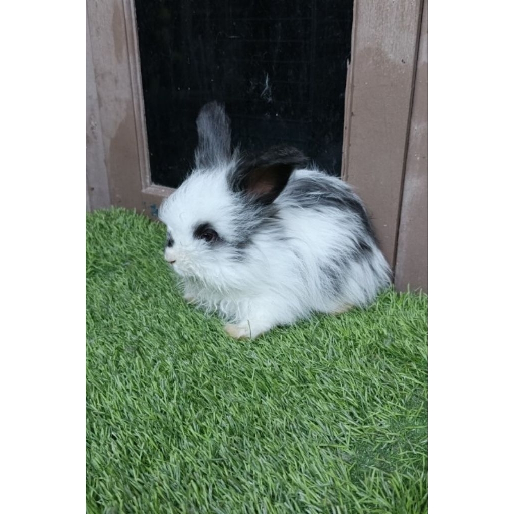 anakan kelinci anggora english