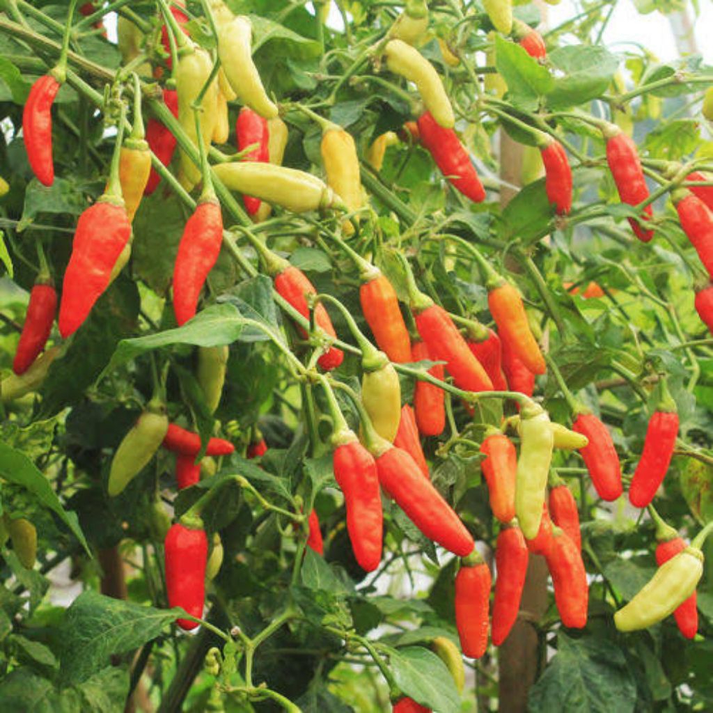 paket 25 pohon cabe rawit setan buah besar dan lebat