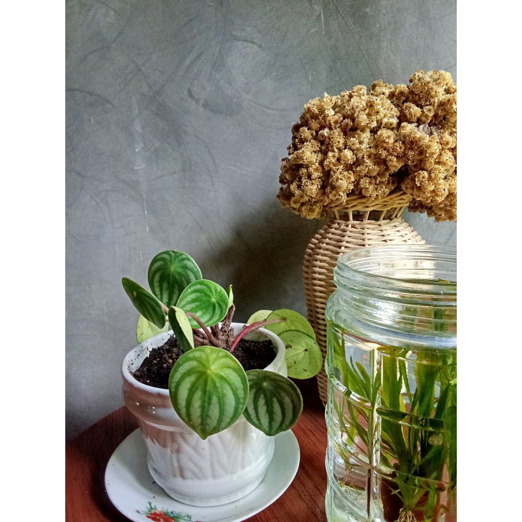 Tanah Humus/media tanam