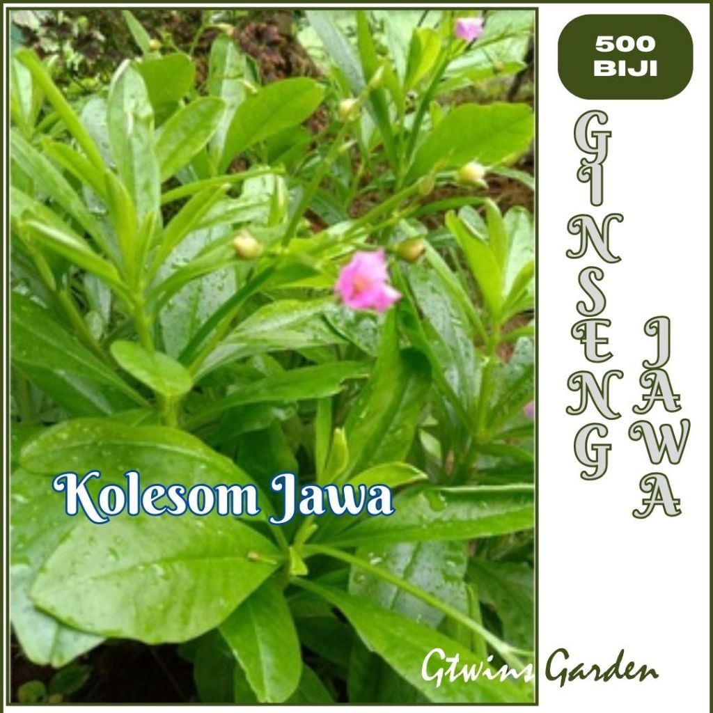 GG | 500 Benih Ginseng Jawa Kolesom Jawa