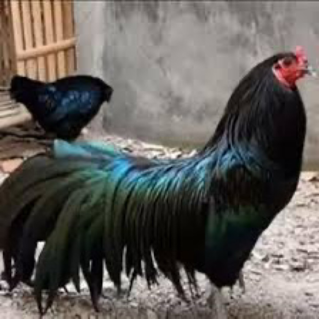 

TELUR FERTIL AYAM BS (Black Sumatra) UNTUK DITETASKAN