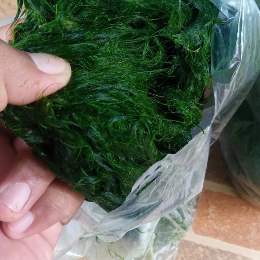 Lumut hidup per 500 gr buat mancing mujair nila