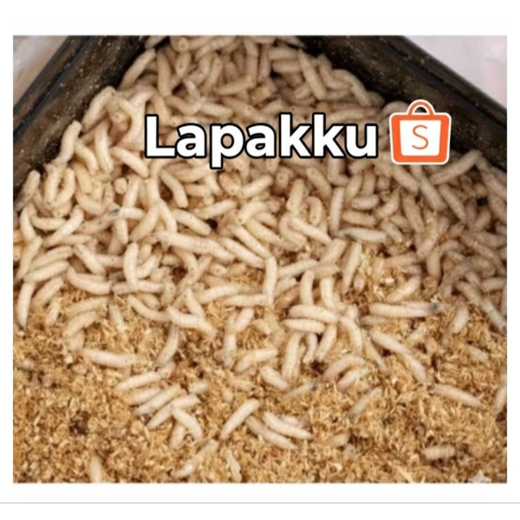 Magot BSF fresh hidup isi 2 Kg