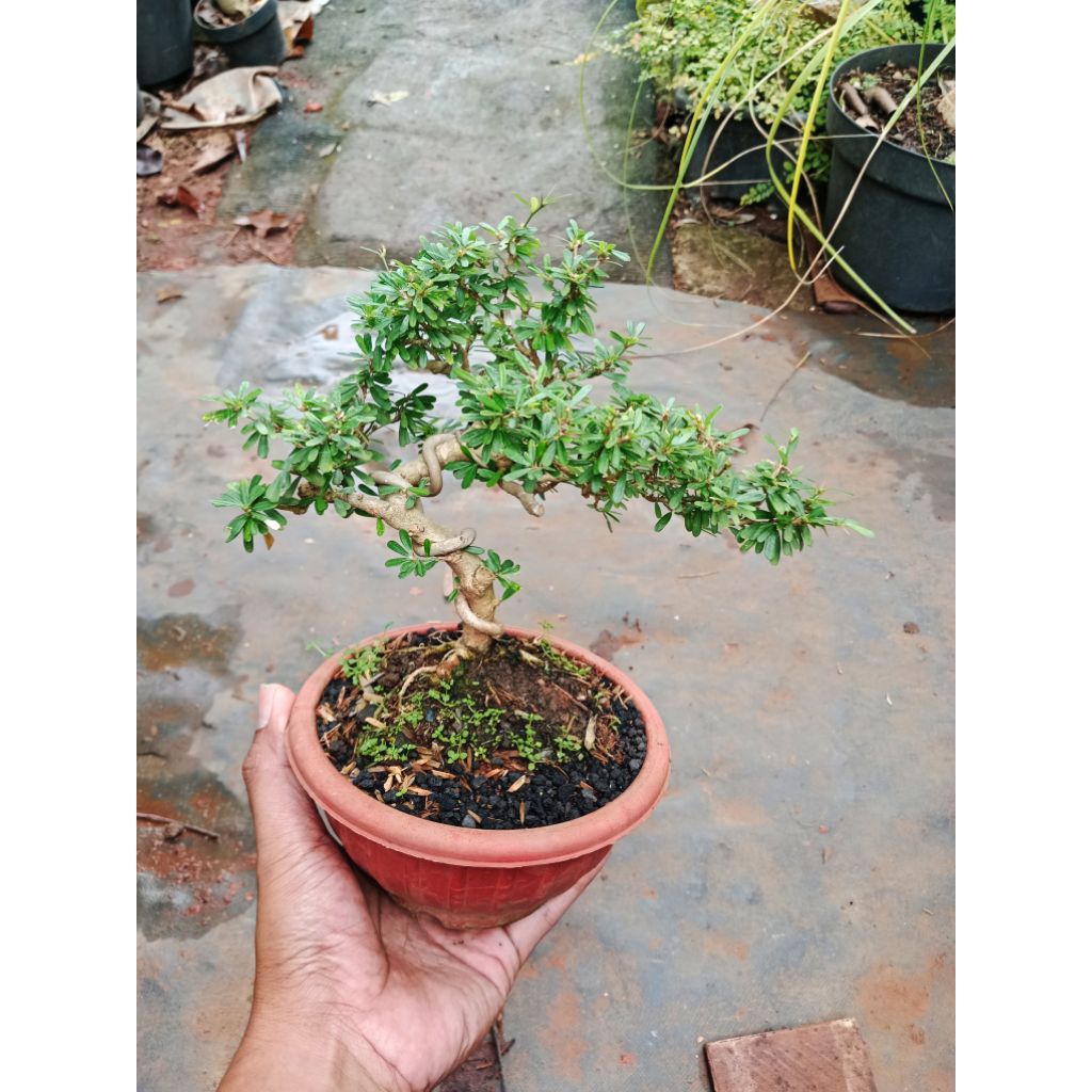 Saeng Simbur Vietnam Super Micro