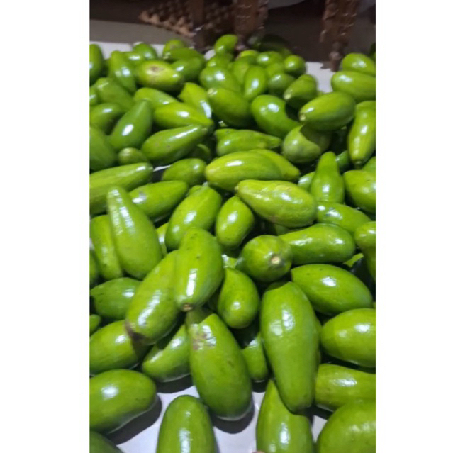 Alpukat Siger Asli Lampung