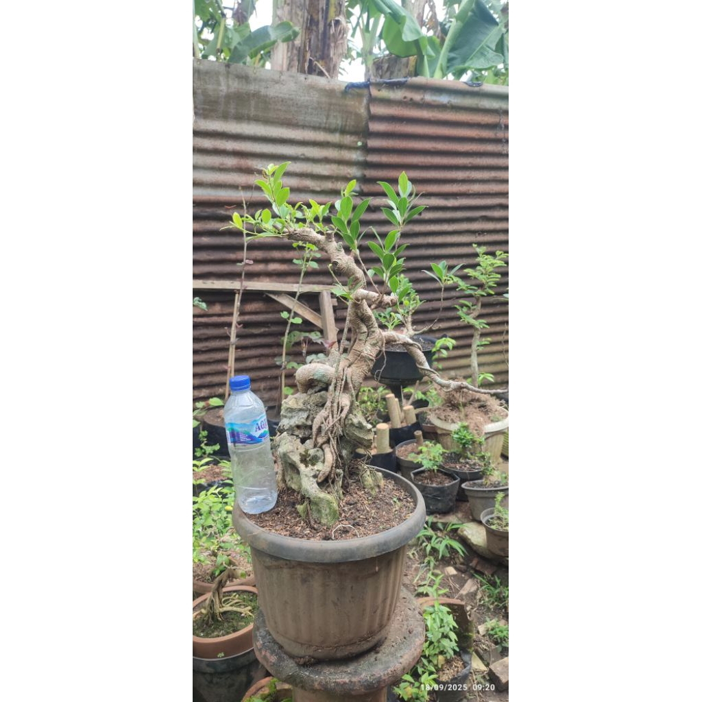 bonsai kimeng on the rock