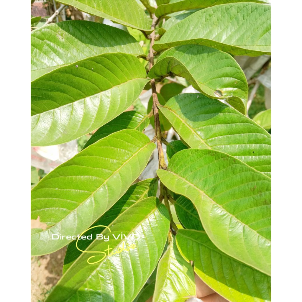 

Daun Herbal Jambu Biji Merah / Pucuk Daun Jambu Merah Fresh Murah/Harga Lembaran