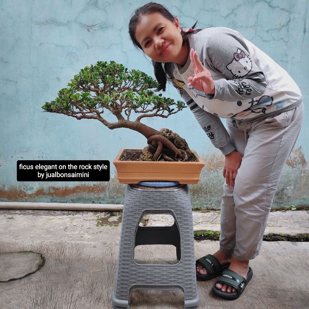 bonsai beringin elegant (ficus elegant) on the rock style - size medium - original - siap tampil