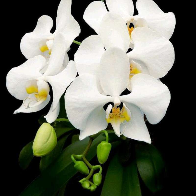 Anggrek Phalaenopsis Amabilis