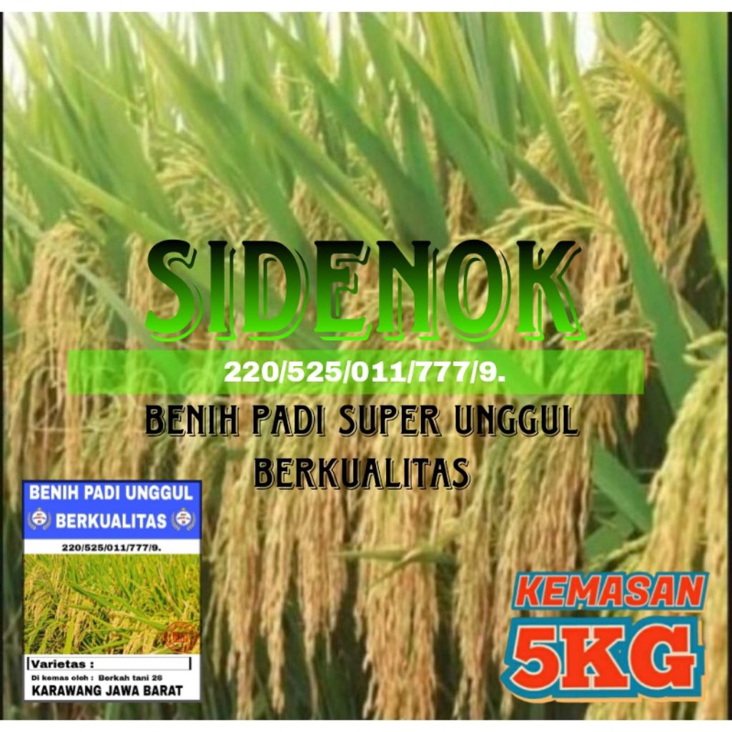 BENIH PADI SI DENOK SUPER UNGGUL 5KG