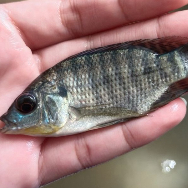 Bibit ikan mujaer size korek gas / ikan mujaer sehat berkwalitas