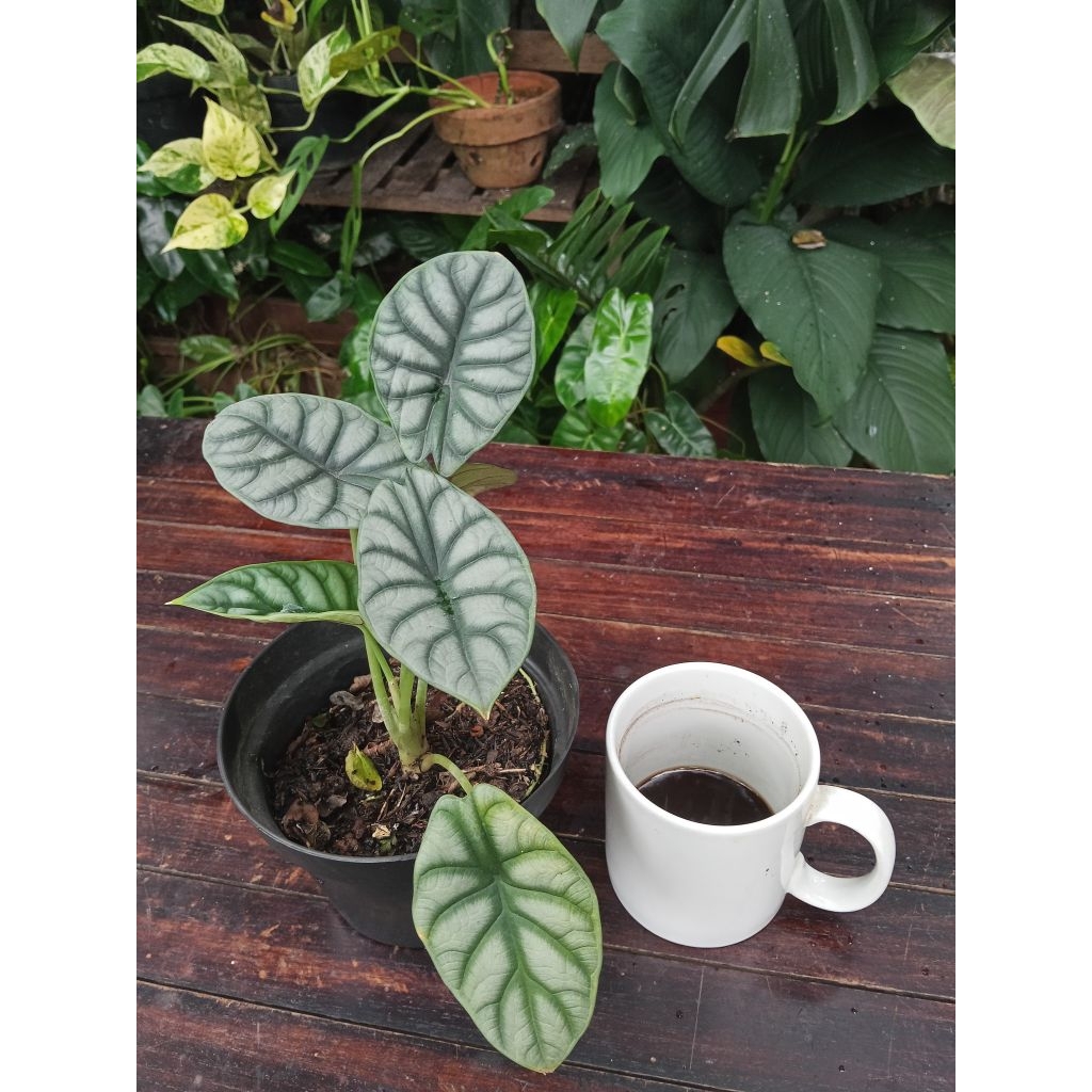 Keladi Tengkorak Silver/Alocasia Dragon Silver