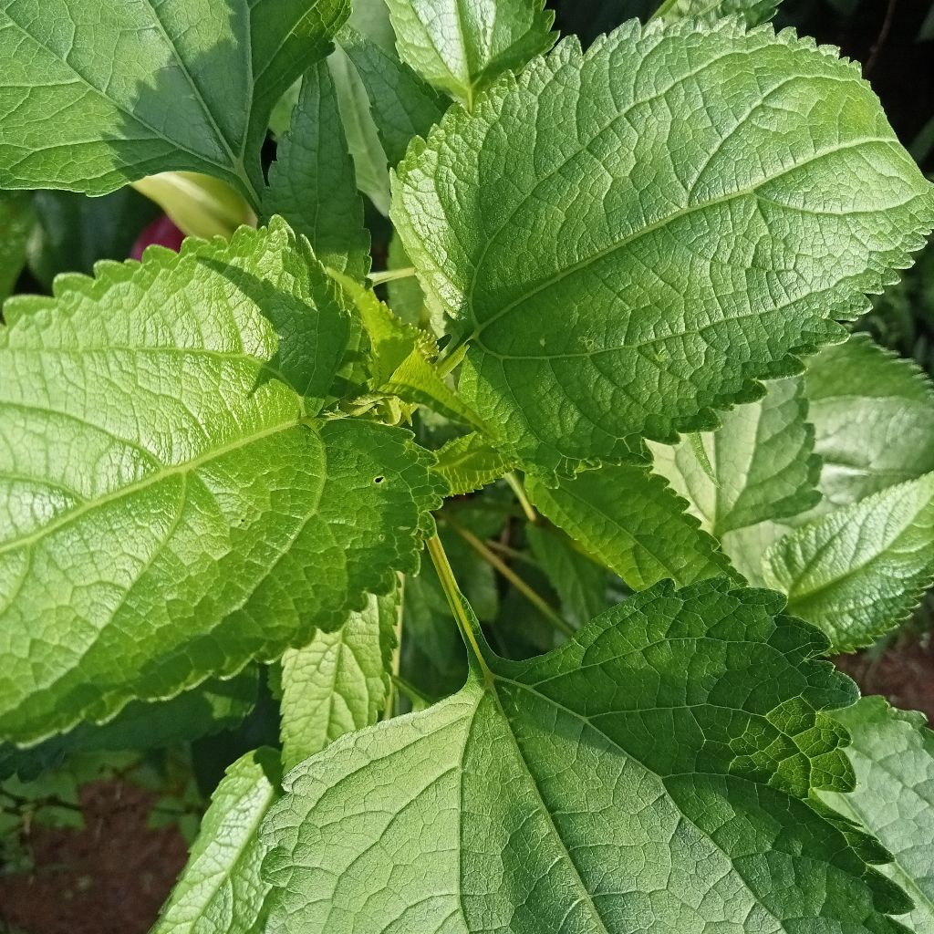 

Daun Balakacida Daun Kirinyuh Segar 250 Gram