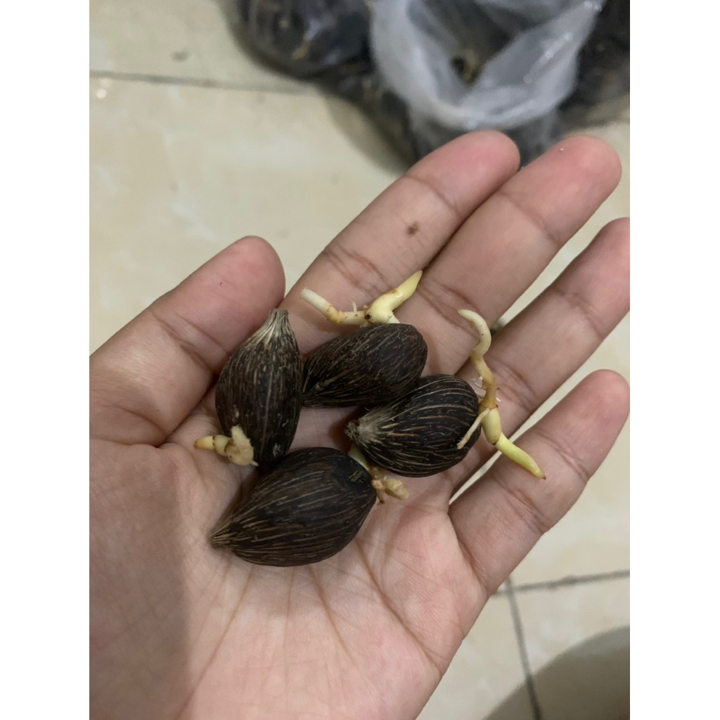 kecambah sawit biji sedang POLOSAN (tanpa cap)