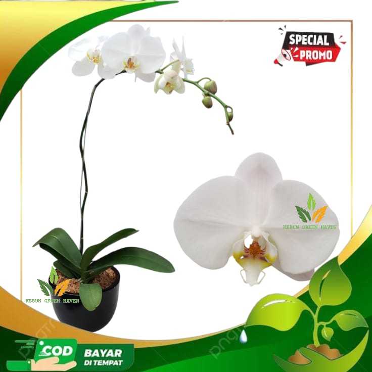ANGGREK BULAN WARNA PUTIH SEEDLING - ANGGREK BULAN REMAJA