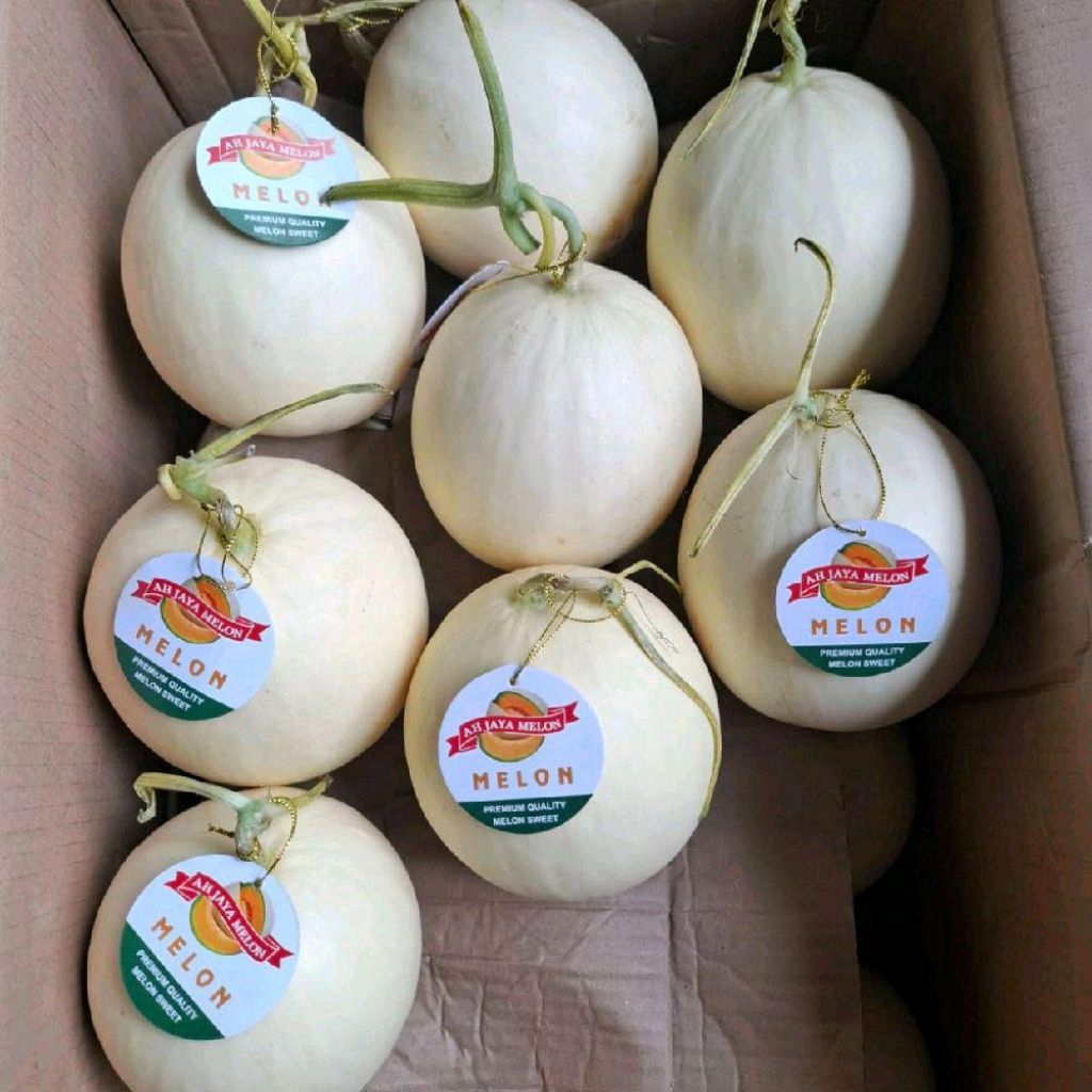 Buah melon honey dew melon premium super sweet 1,3 kg