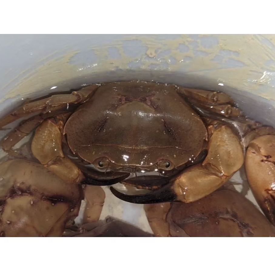 Kepiting Sawah / yuyu