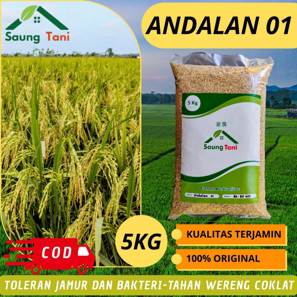 Benih Padi Unggul Andalan 01 Bobot Mantap Nasi Pulen Istimewa