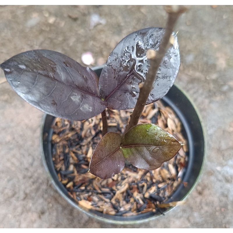 Tanaman Zamia Black / Zamia Hitam - Bibit Tanaman Hias Zamia Black